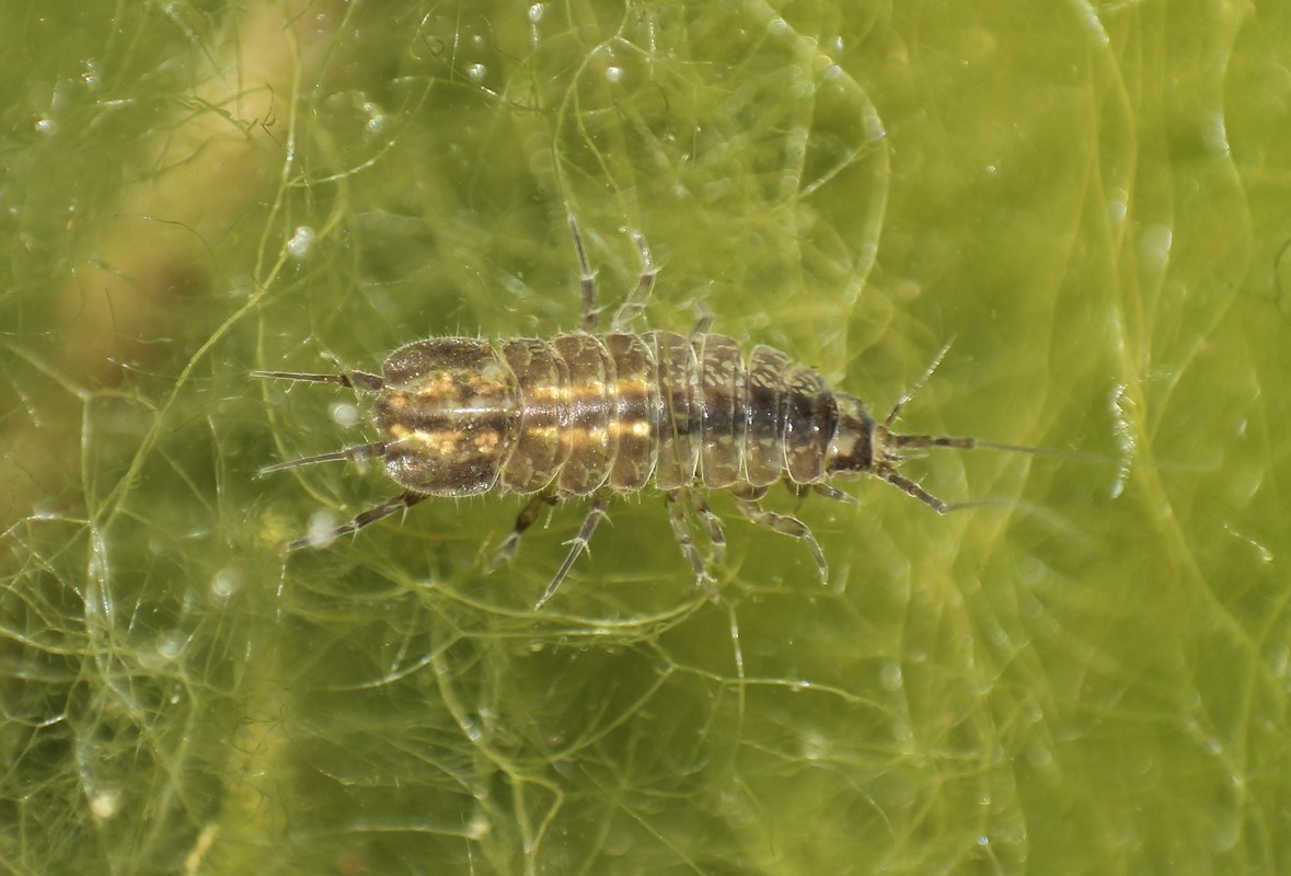 Asellus aquaticus - közönséges víziászka