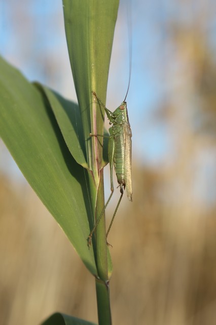 Conocephalus fuscus - kis kúpfejűszöcske
