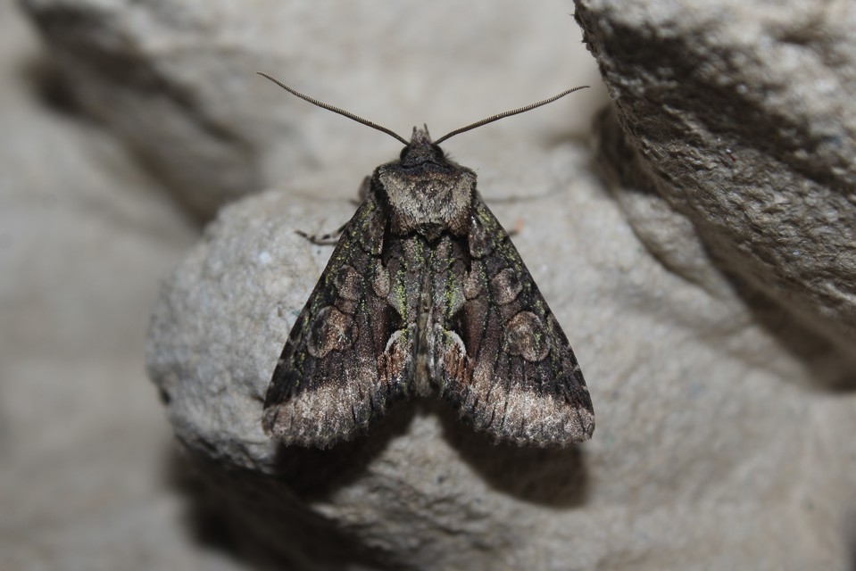 Allophyes oxyacanthae - galagonyabagoly
