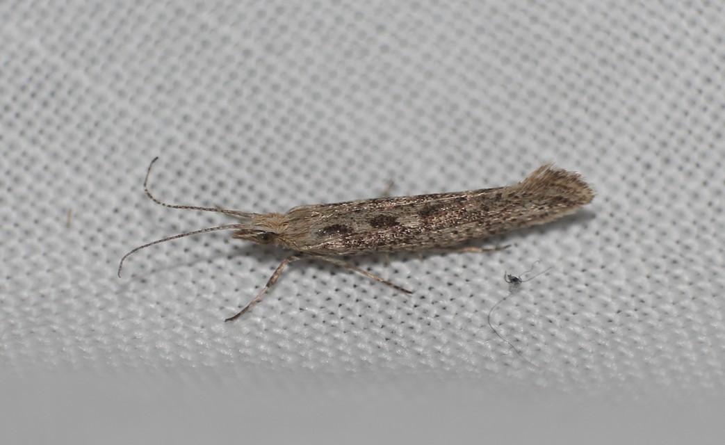 Plutella xylostella - káposztamoly