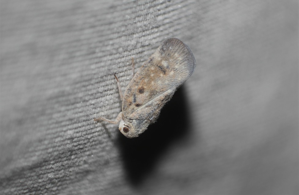 Metcalfa pruinosa - amerikai lepkekabóca