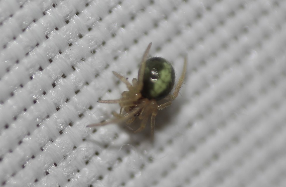 Neottiura bimaculata - dudva törpepók
