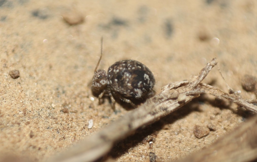 Sminthurus