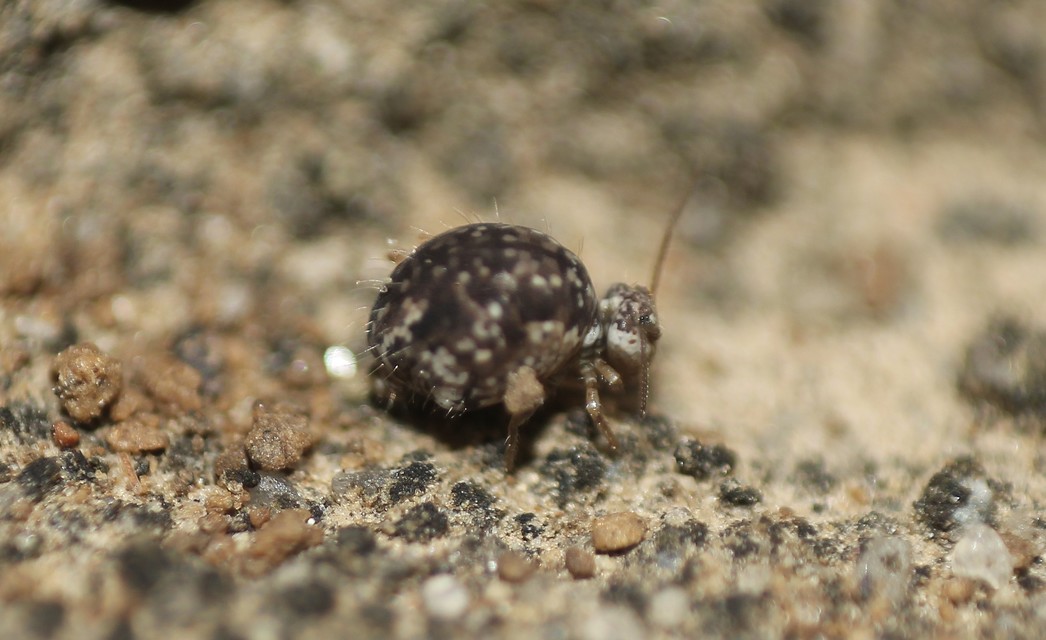 Sminthurus