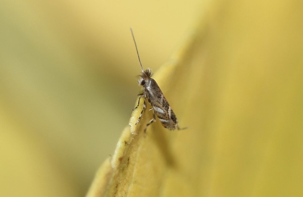 Macrosaccus robiniella - akáclevél-sátorosmoly