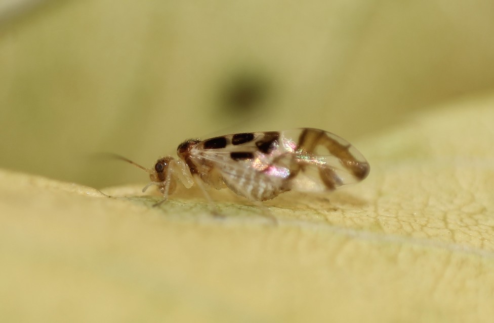 Graphopsocus cruciatus