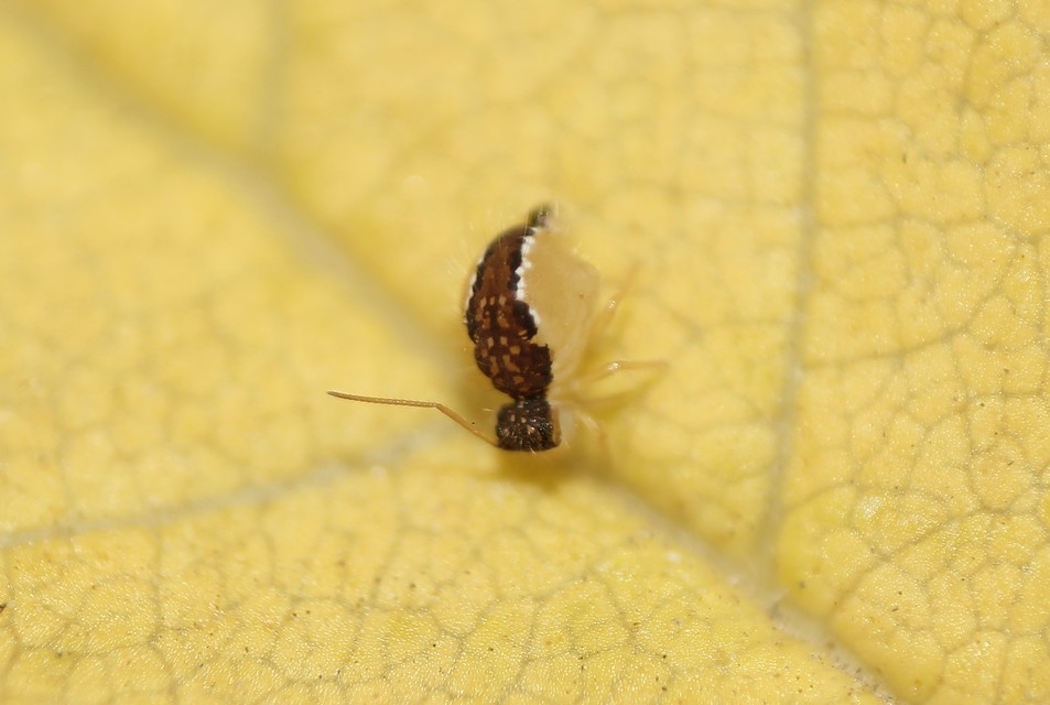 Sminthurus maculatus
