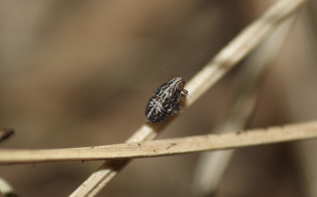 Delphacidae - sarkantyús kabócák