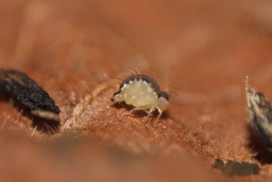 Sminthurus maculatus
