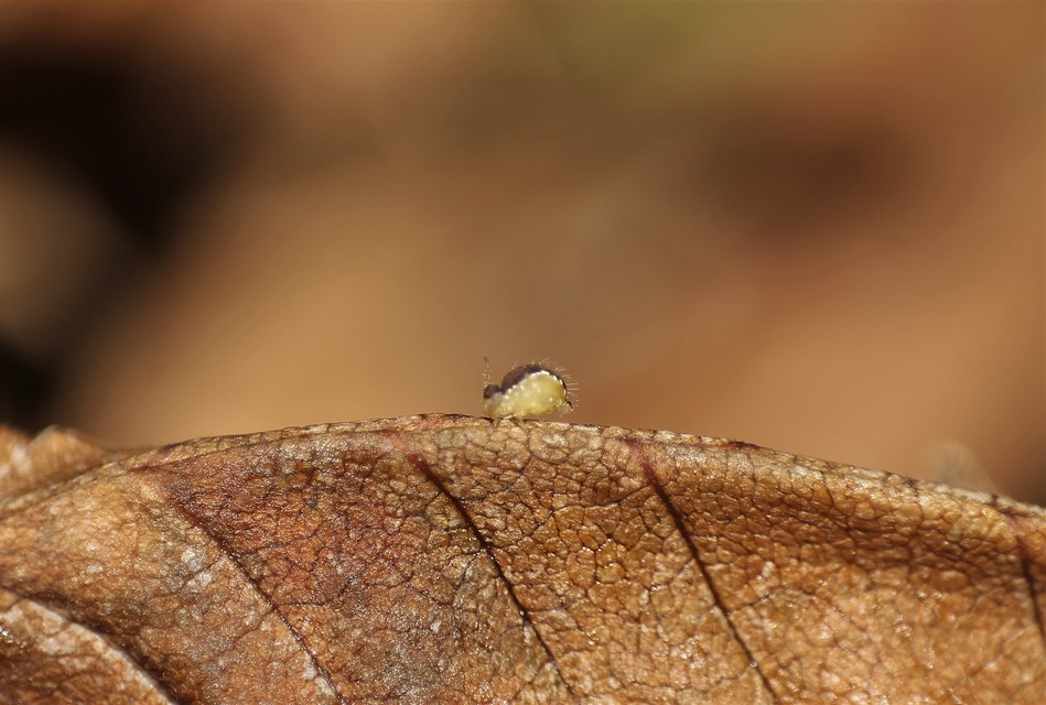 Sminthurus maculatus