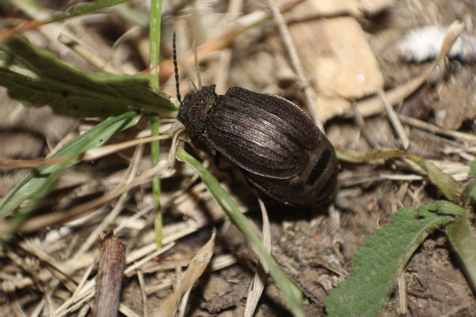 Galeruca pomonae - barna olajosbogár