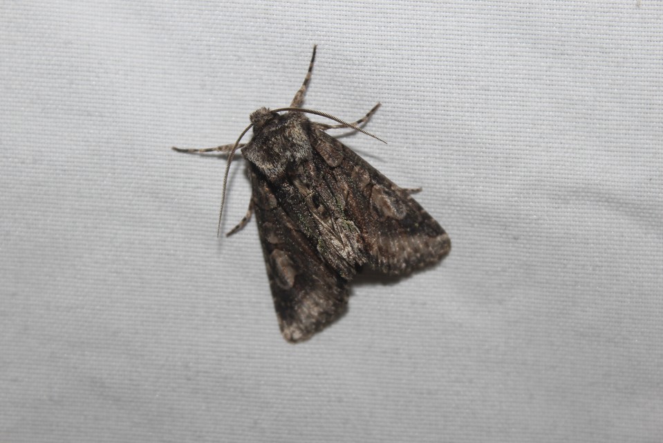 Allophyes oxyacanthae - galagonyabagoly