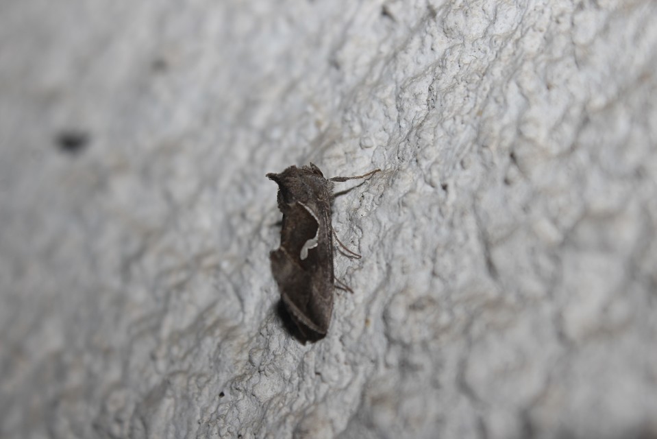Macdunnoughia confusa - cseppfoltos ezüstbagoly