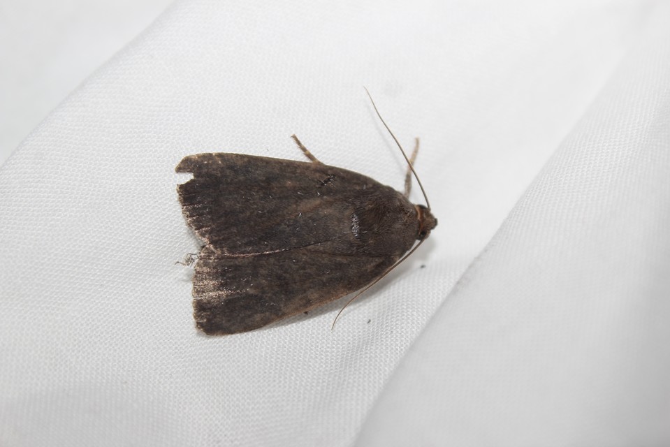 Amphipyra livida - zsírfényű bagoly