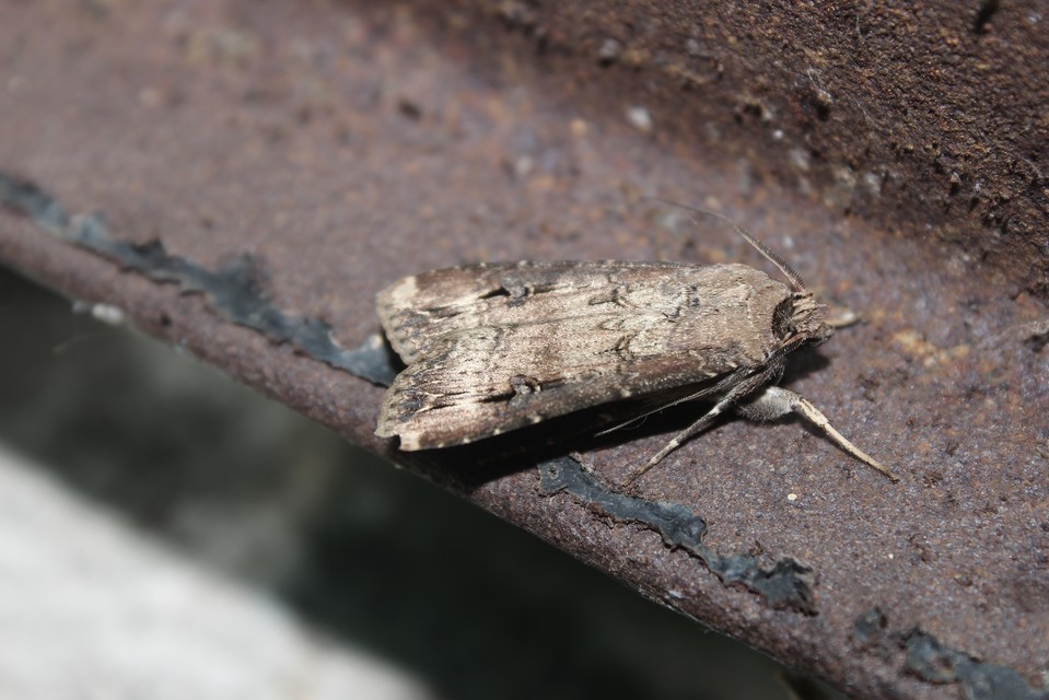 Agrotis ipsilon - nagy földibagoly