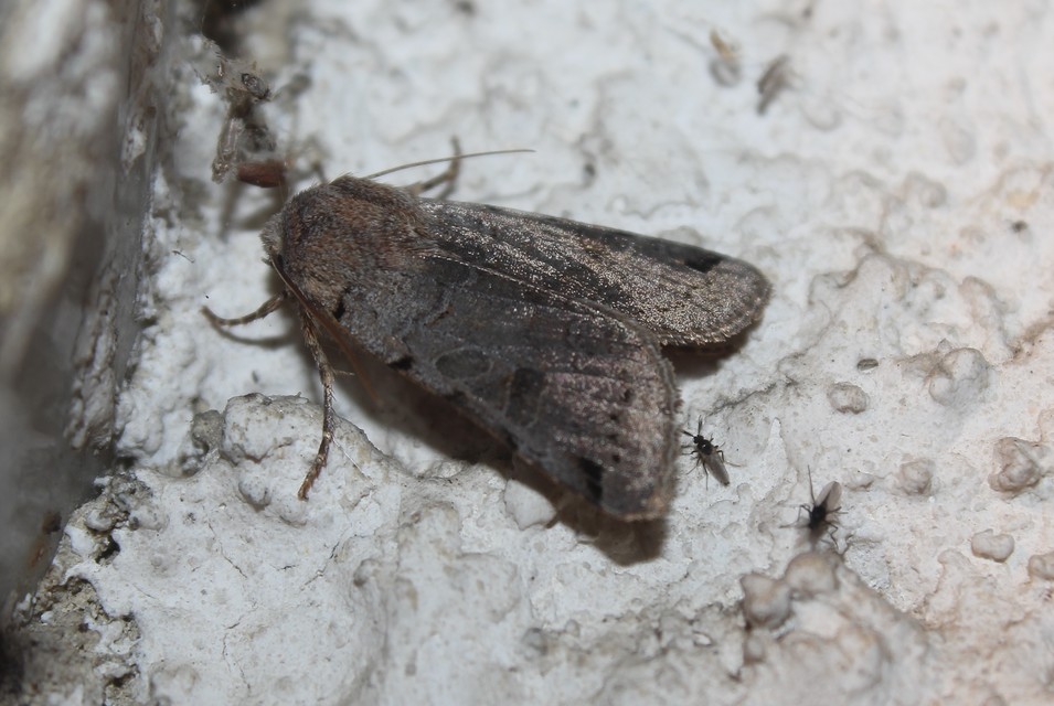 Anchoscelis litura - tarka őszibagoly