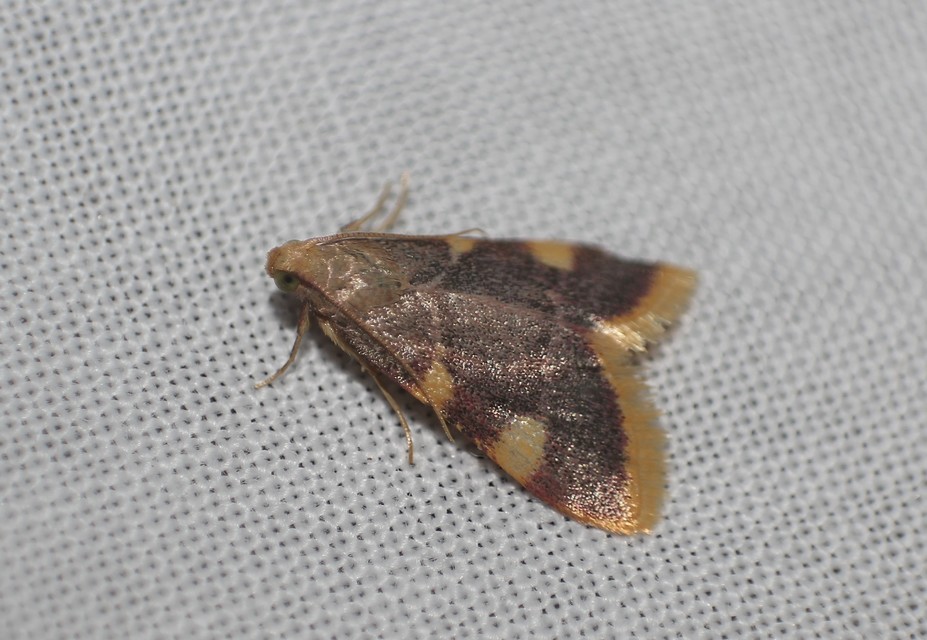 Hypsopygia costalis - szénailonca