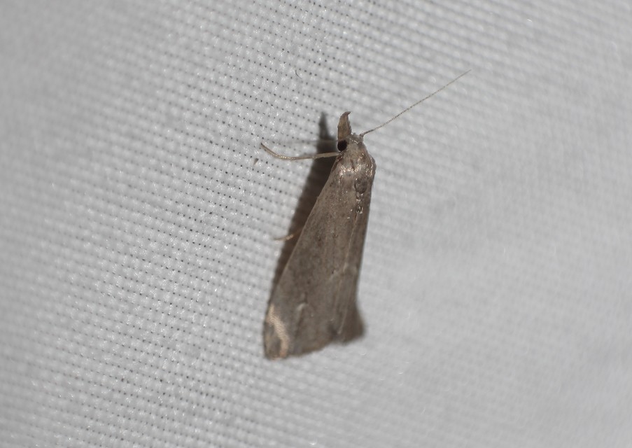 Schrankia costaestrigalis - keskenyszárnyú karcsúbagoly