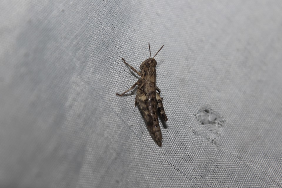 Pezotettix giornae - kis hegyisáska