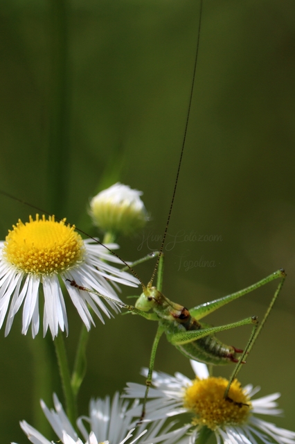 Leptophyes albovittata - közönséges virágszöcske