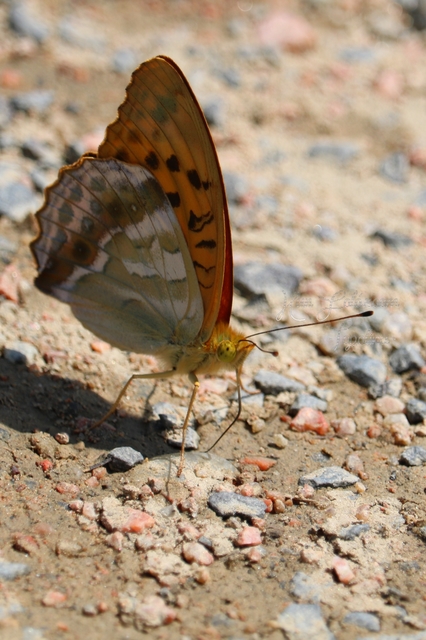 Argynnis paphia - nagy gyöngyházlepke