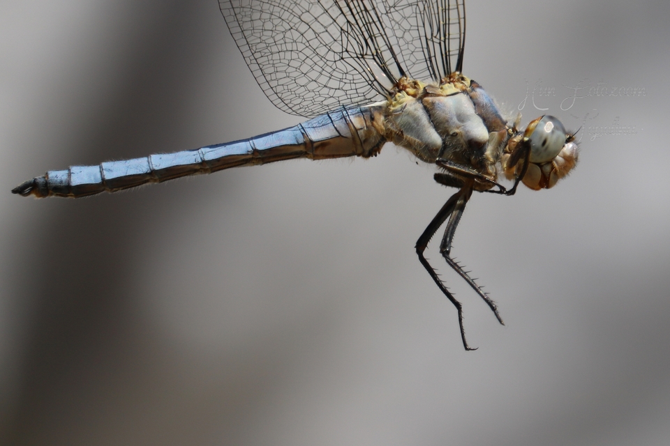 Orthetrum brunneum - pataki pásztorszitakötő