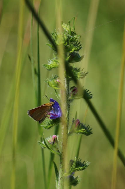 Thymelicus lineola - vonalas busalepke