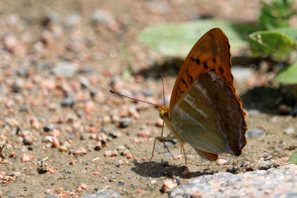 Argynnis paphia - nagy gyöngyházlepke