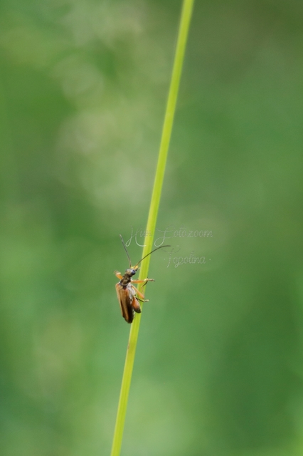 Oedemera podagrariae - székfű-álcincér