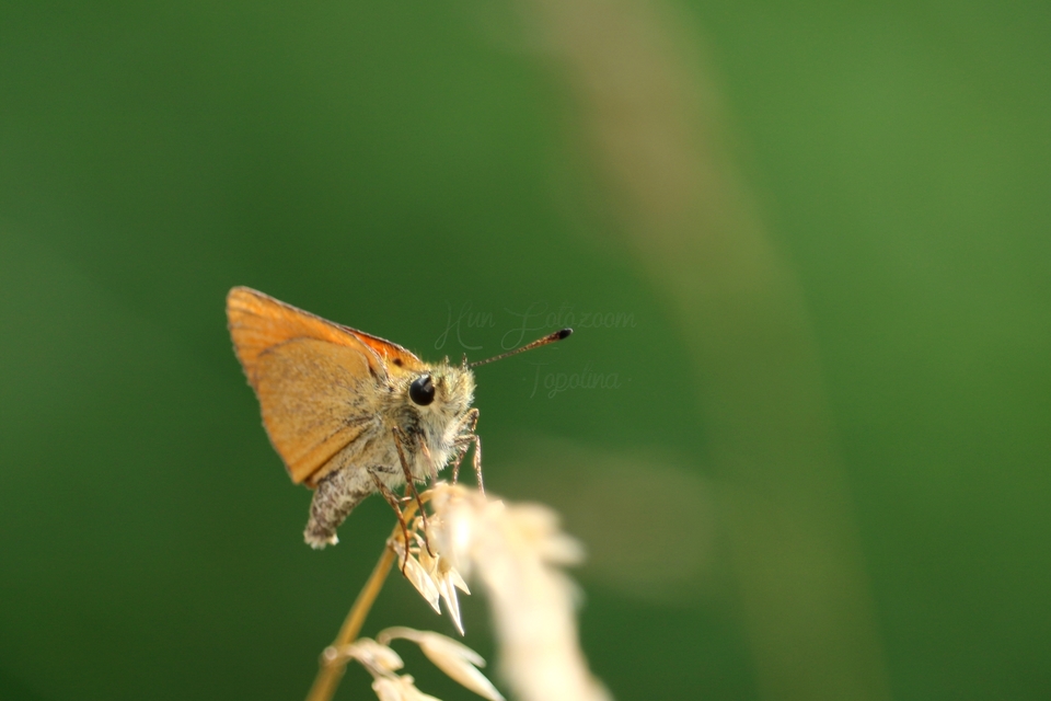 Thymelicus lineola - vonalas busalepke