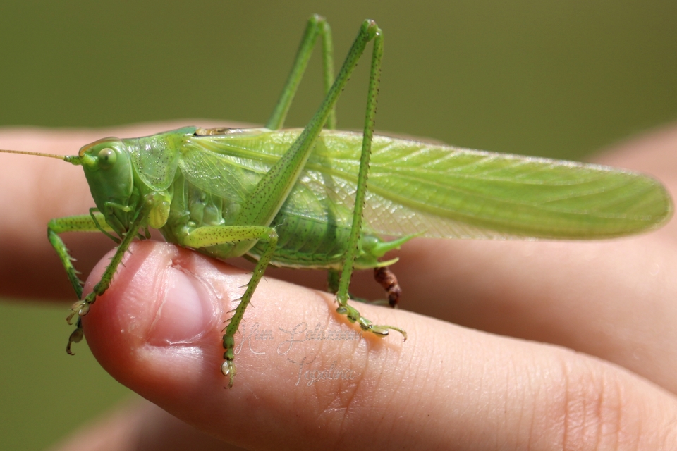 Tettigonia viridissima - zöld lombszöcske