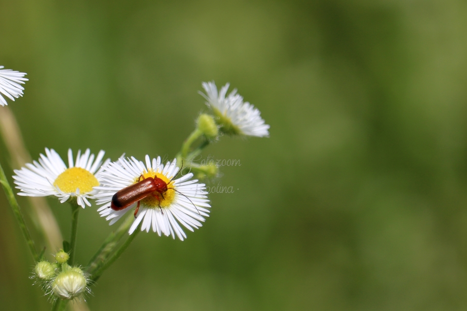 Rhagonycha fulva - feketevégű lágybogár