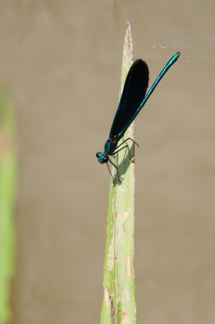 Calopteryx virgo - kisasszony-szitakötő