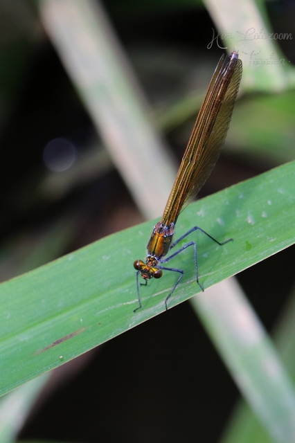 Calopteryx virgo - kisasszony-szitakötő