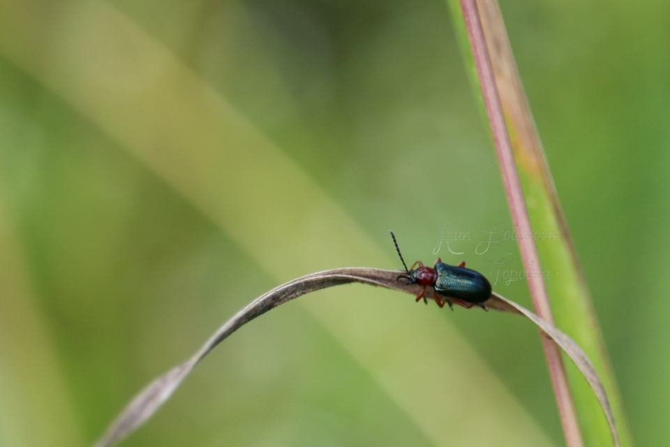 Oulema melanopus/duftschmidi