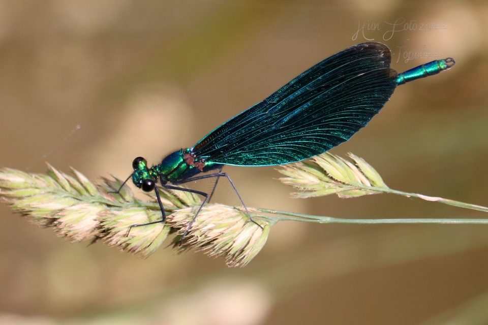 Calopteryx virgo - kisasszony-szitakötő