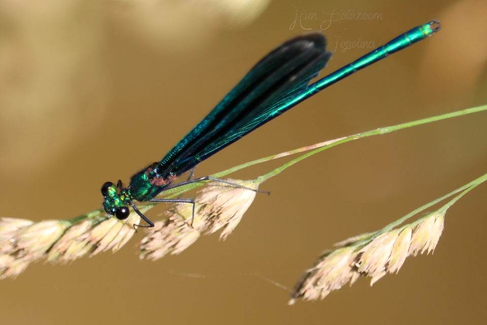 Calopteryx virgo - kisasszony-szitakötő
