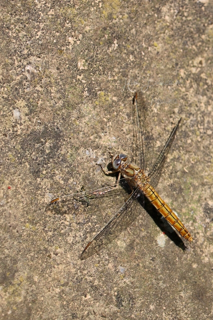 Orthetrum brunneum - pataki pásztorszitakötő