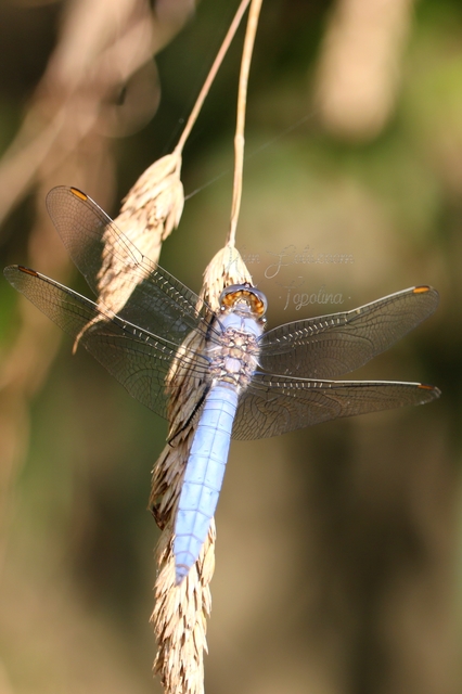 Orthetrum brunneum - pataki pásztorszitakötő