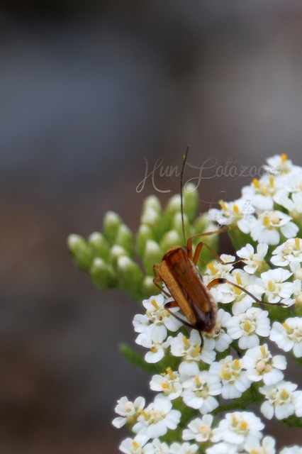 Oedemera podagrariae - székfű-álcincér