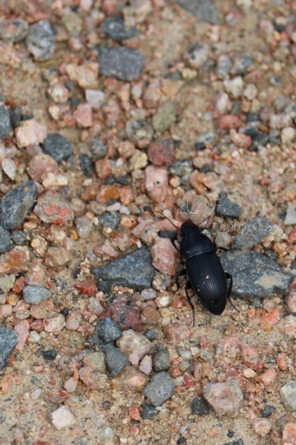 Harpalus caspius - keleti lomhafutó
