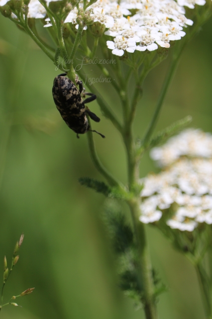 Cyphocleonus dealbatus - márványos barkó