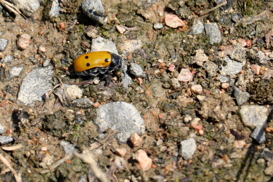 Lachnaia sexpunctata - szőrösnyakú zsákhordóbogár