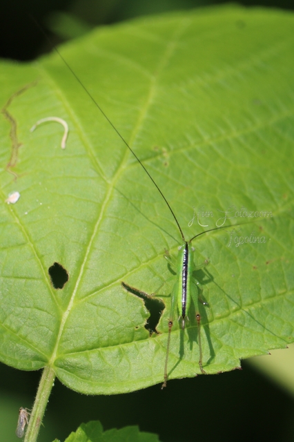 Conocephalus fuscus - kis kúpfejűszöcske