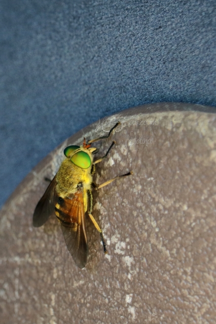 Tabanidae - böglyök