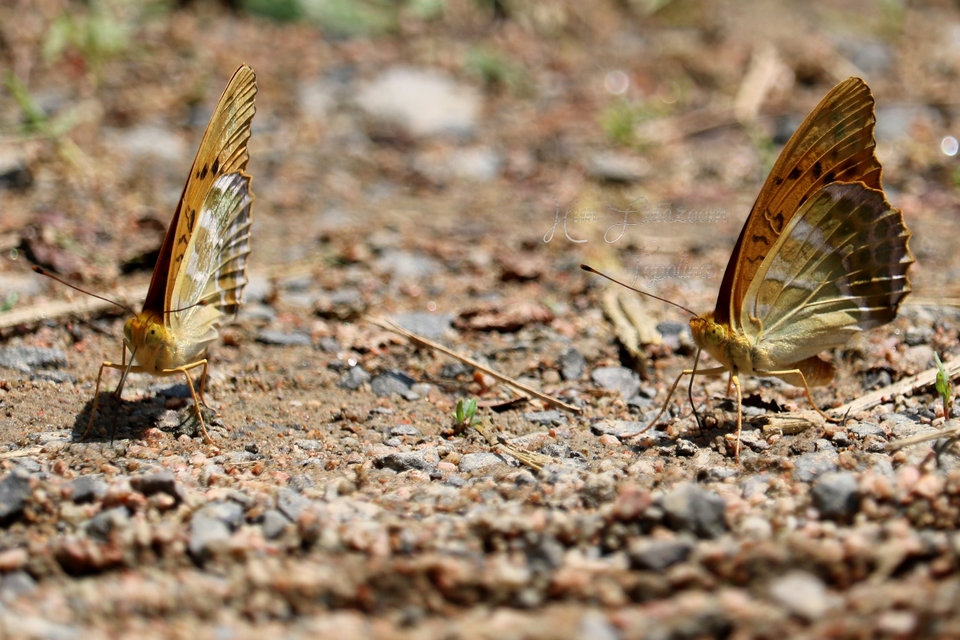 Argynnis paphia - nagy gyöngyházlepke