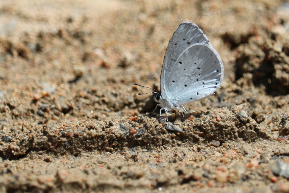 Celastrina argiolus - bengeboglárka