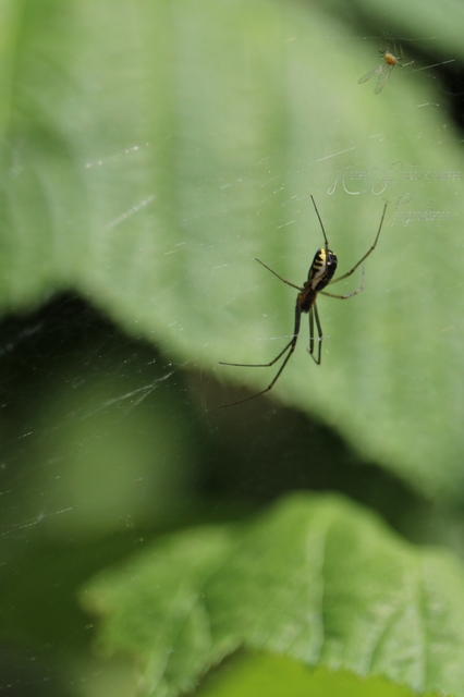 Frontinellina frutetorum - bokor vitorláspók