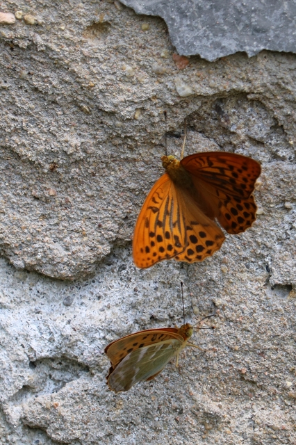 Argynnis paphia - nagy gyöngyházlepke