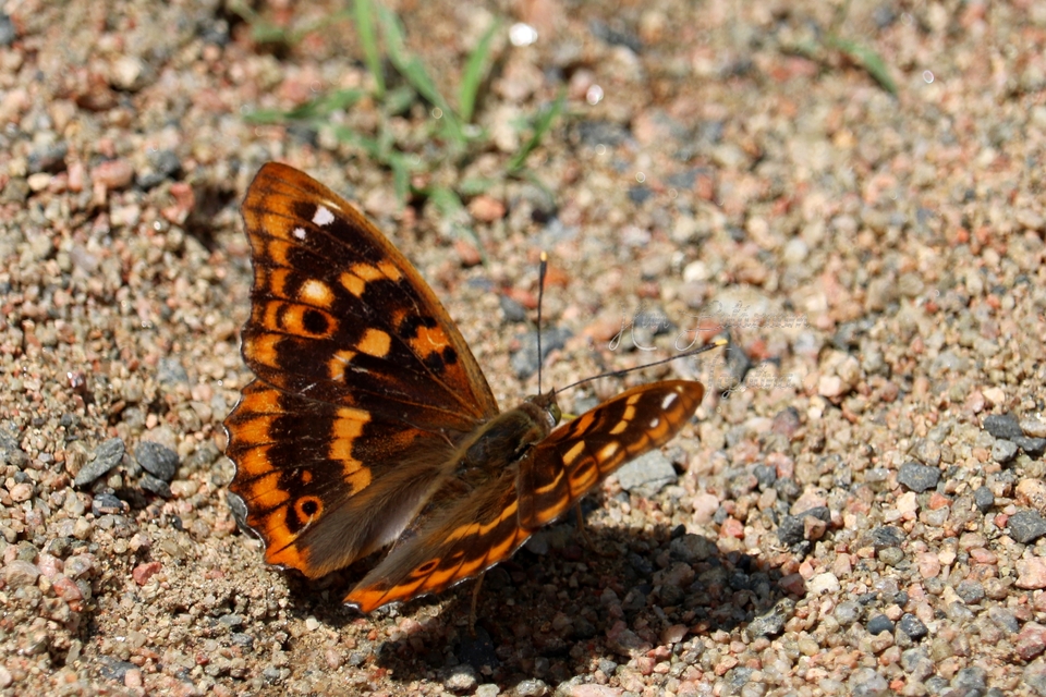 Apatura ilia - kis színjátszólepke